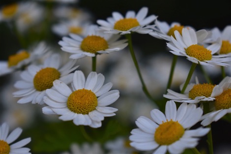 Ox-eye daisies